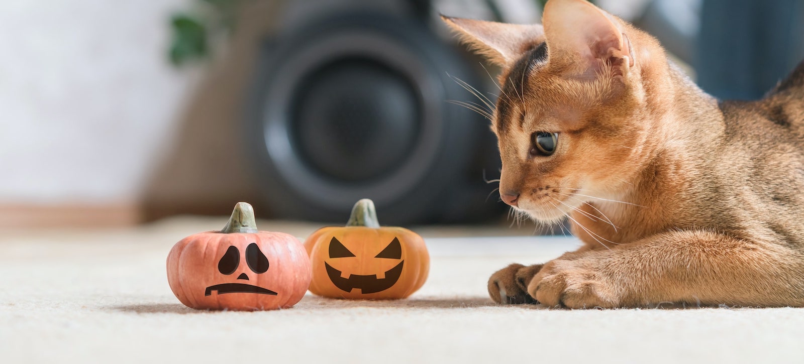 cat playing with halloween cat toys