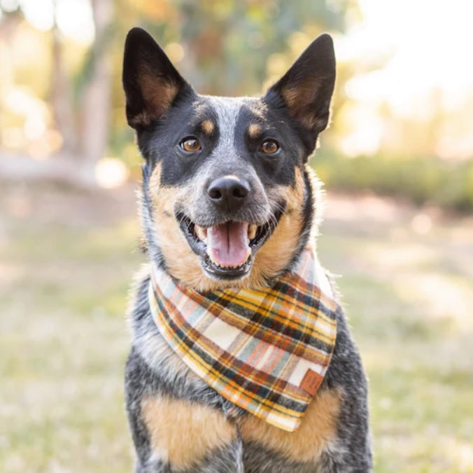 The Foggy Dog - Cornucopia Flannel Bandana