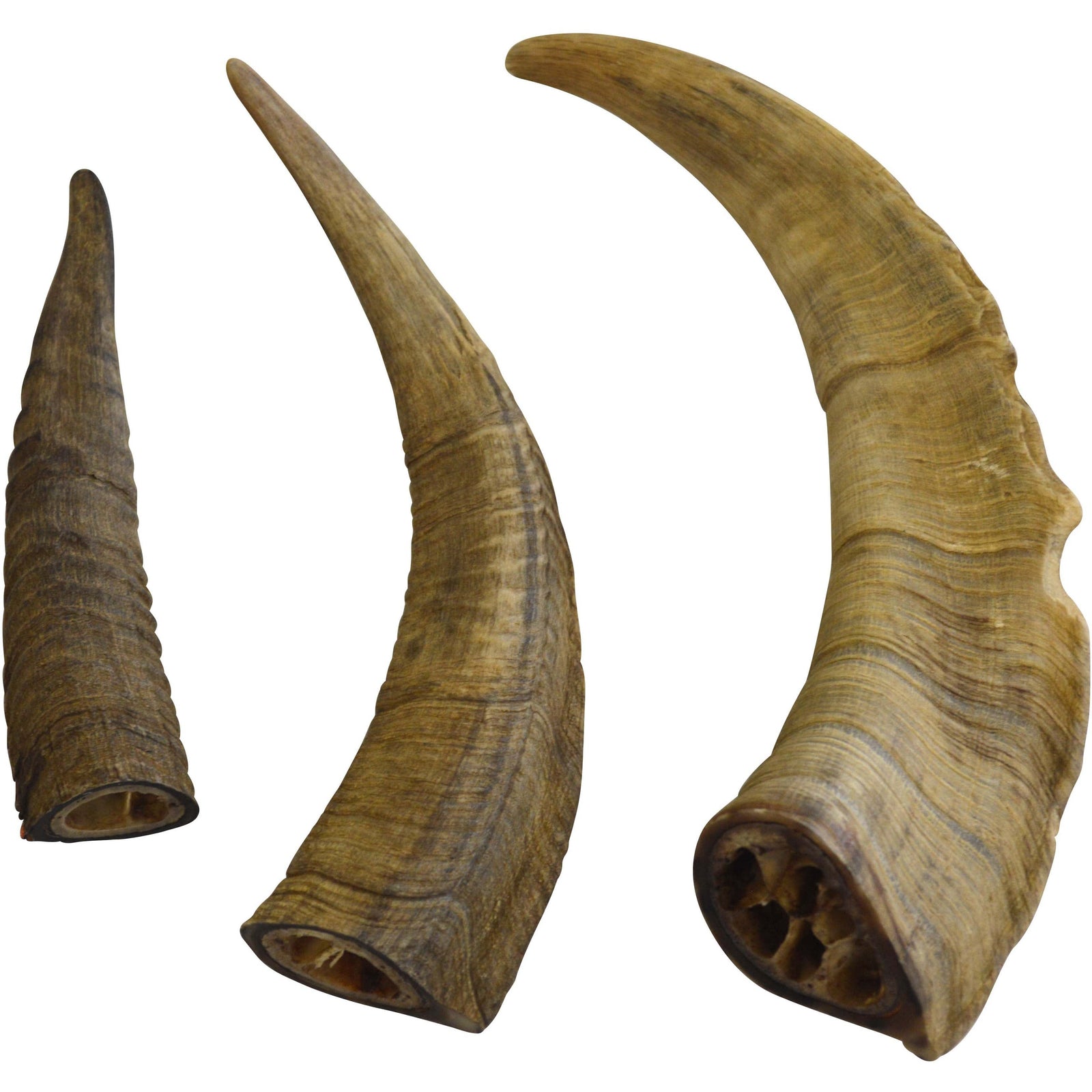 Gobi Horns