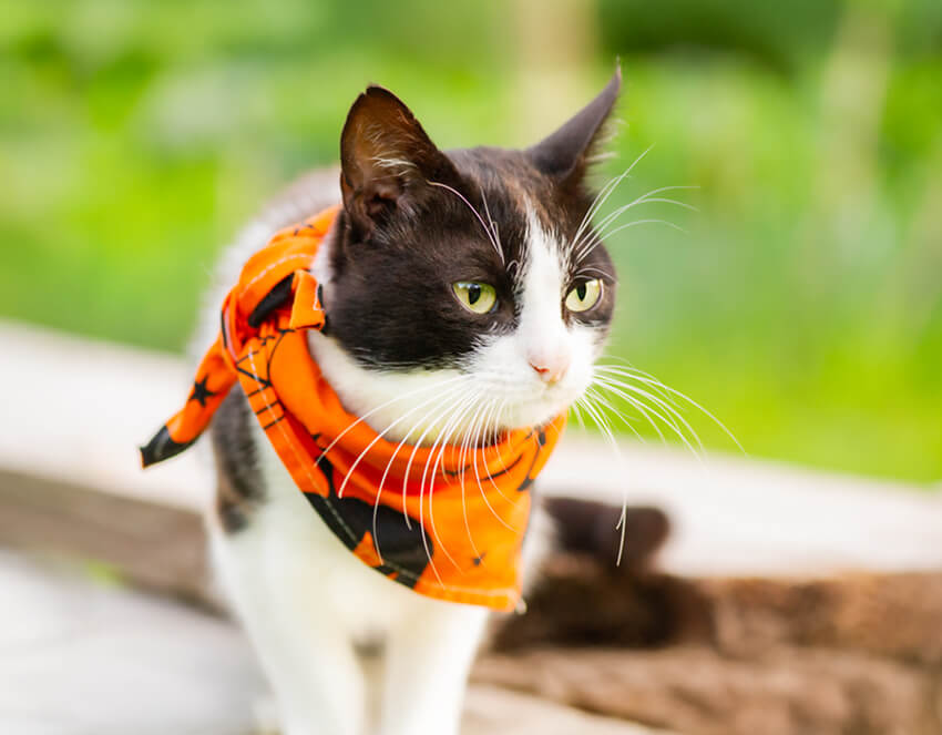 King Duke's Dog & Cat Pet Products