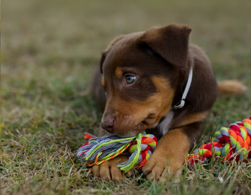 King Duke's Dog & Cat Pet Products