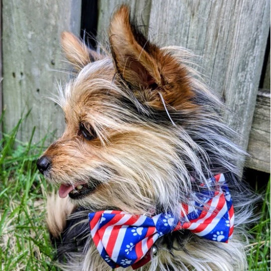 Huxley &amp; Kent - Paws and Stripes Bow Tie