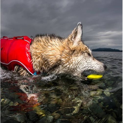 Kurgo - Skipping Stones for Dog Water Play - Pack of 13