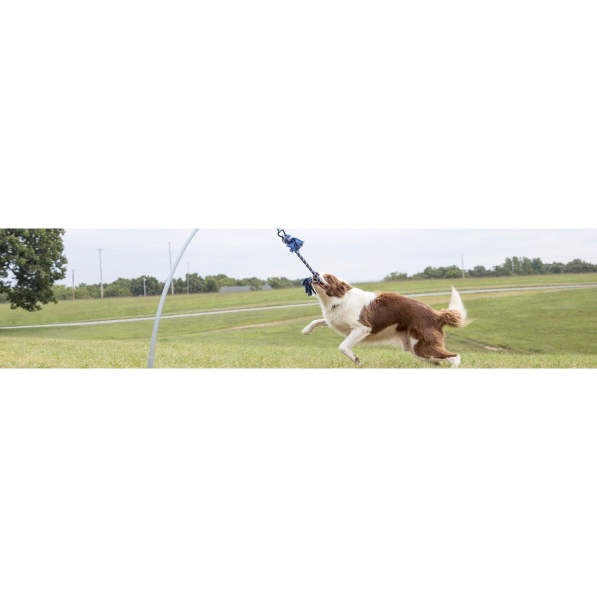 Tether Tug - Small Tether Tug (For dogs under 35 pounds)