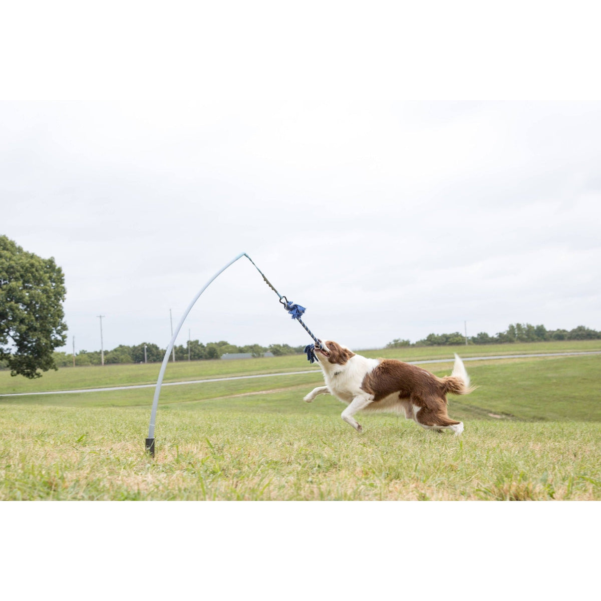 Tether Tug - Small Tether Tug (For dogs under 35 pounds)