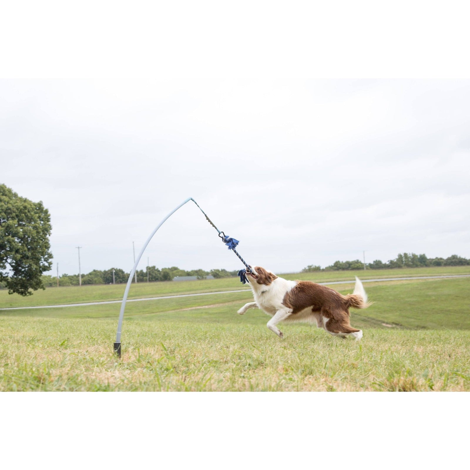 Tether Tug - Small Tether Tug (For dogs under 35 pounds)