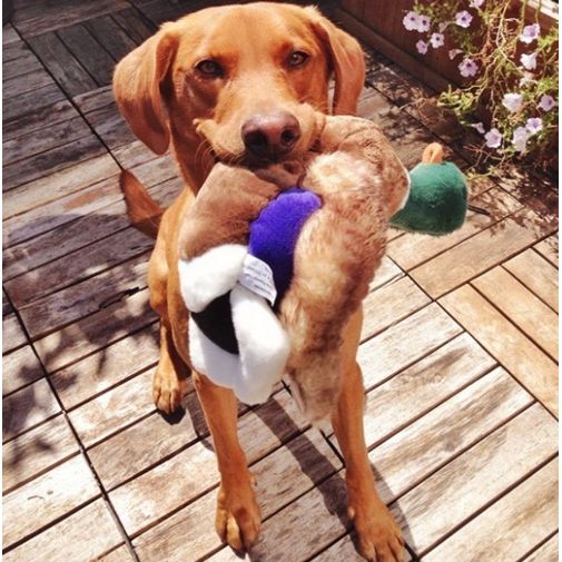 Fluff & Tuff - Wally Mallard