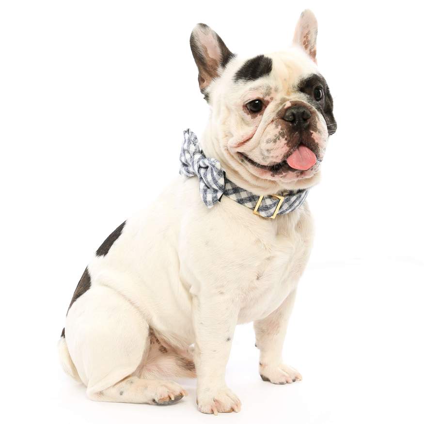 The Foggy Dog Harper Floral Collar